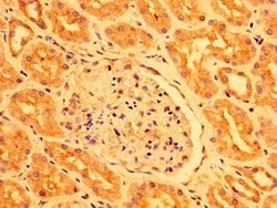 Invitrogen PEAR1 Polyclonal Antibody 100 &mu;g; Unconjugated:Antibodies,