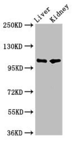 Invitrogen PEAR1 Polyclonal Antibody 100 &mu;g; Unconjugated:Antibodies,