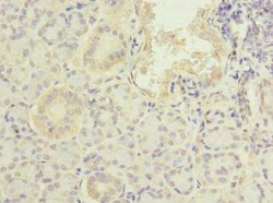 Invitrogen PFDN2 Polyclonal Antibody 100 &mu;g; Unconjugated:Antibodies,