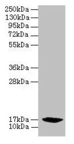 Invitrogen PFDN2 Polyclonal Antibody 100 &mu;g; Unconjugated:Antibodies,