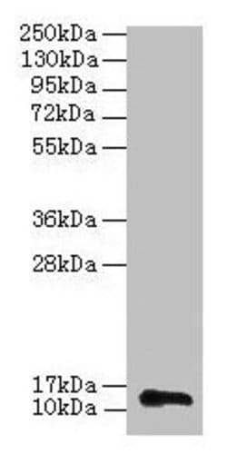 Invitrogen RPL36AL Polyclonal Antibody 100 &mu;g; Unconjugated:Anticuerpos