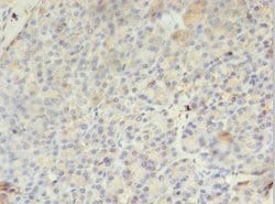 Invitrogen PMM1 Polyclonal Antibody 100 &mu;g; Unconjugated:Antibodies,