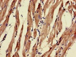 Invitrogen&trade;&nbsp;PNLIPRP3 Polyclonal Antibody