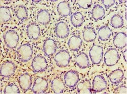 Invitrogen POP7 Polyclonal Antibody 100 &mu;L; Unconjugated:Antibodies,
