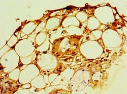 Invitrogen POP7 Polyclonal Antibody 100 &mu;L; Unconjugated:Antibodies,