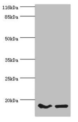 Invitrogen POP7 Polyclonal Antibody 100 &mu;L; Unconjugated:Antibodies,