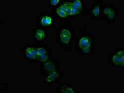 Invitrogen PPM1F Polyclonal Antibody 100 &mu;g; Unconjugated:Antibodies,
