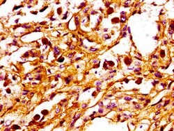 Invitrogen PPM1F Polyclonal Antibody 100 &mu;g; Unconjugated:Antibodies,
