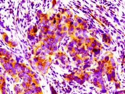 Invitrogen PPM1F Polyclonal Antibody 100 &mu;g; Unconjugated:Antibodies,