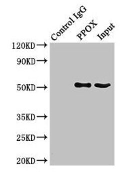 Invitrogen PPOX Polyclonal Antibody 100 μg; Unconjugated:Antibodies,