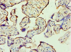 Invitrogen PPP3CC Polyclonal Antibody 100 μL; Unconjugated:Antibodies,