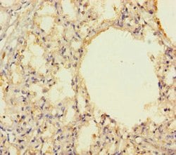 THAP12 Polyclonal Antibody, Invitrogen 100 &mu;g; Unconjugated:Antibodies,