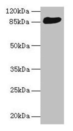 THAP12 Polyclonal Antibody, Invitrogen 100 &mu;g; Unconjugated:Antibodies,