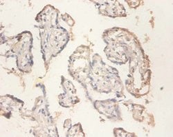 Invitrogen RPS11 Polyclonal Antibody 100 &mu;g; Unconjugated:Antibodies,