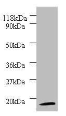 Invitrogen RPS11 Polyclonal Antibody 100 &mu;g; Unconjugated:Antibodies,