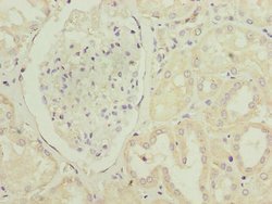 Invitrogen PTAFR Polyclonal Antibody 100 &mu;g | Buy Online | Invitrogen&trade; | Fisher Scientific