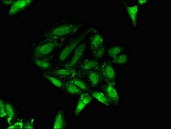 Invitrogen PTF1A Polyclonal Antibody 100 &mu;g; Unconjugated:Antibodies,