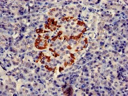 Invitrogen PTF1A Polyclonal Antibody 100 &mu;g; Unconjugated:Antibodies,