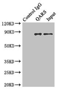 Invitrogen QARS Polyclonal Antibody 100 μL; Unconjugated:Antibodies,