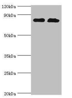 Invitrogen QARS Polyclonal Antibody 100 μL; Unconjugated:Antibodies,