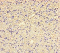 Invitrogen QPCT Polyclonal Antibody 100 &mu;g; Unconjugated:Antibodies,