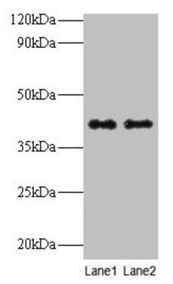 Invitrogen QPCT Polyclonal Antibody 100 &mu;g; Unconjugated:Antibodies,