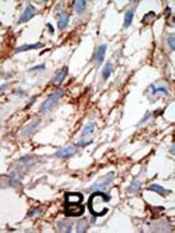 Invitrogen ISG15 Polyclonal Antibody 400 μL; Unconjugated:Antibodies,