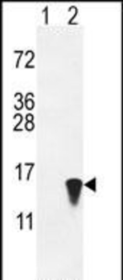 Invitrogen ISG15 Polyclonal Antibody 400 μL; Unconjugated:Antibodies,