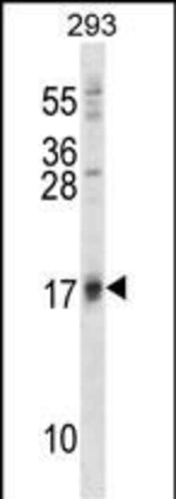 Invitrogen ISG15 Polyclonal Antibody 400 μL; Unconjugated:Antibodies,