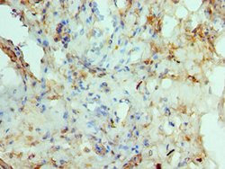 Invitrogen RAD51D Polyclonal Antibody 100 &mu;L; Unconjugated:Antibodies,