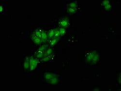 Invitrogen RBMS1 Polyclonal Antibody 100 &mu;g; Unconjugated:Antibodies,