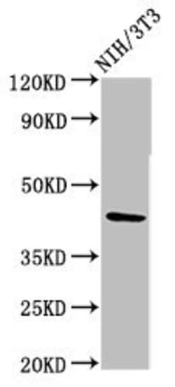 Invitrogen RBMS1 Polyclonal Antibody 100 &mu;g; Unconjugated:Antibodies,