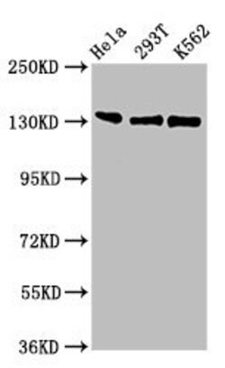 Invitrogen RFX1 Polyclonal Antibody 100 &mu;g | Buy Online | Invitrogen&trade; | Fisher Scientific