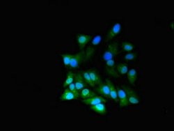 Invitrogen RGL2 Polyclonal Antibody 100 &mu;g; Unconjugated:Antibodies,