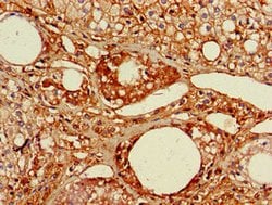 Invitrogen RGL2 Polyclonal Antibody 100 &mu;g; Unconjugated:Antibodies,