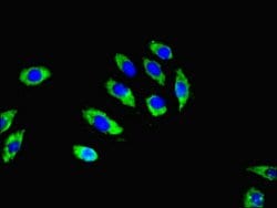 Invitrogen RGS20 Polyclonal Antibody 100 &mu;L; Unconjugated:Antibodies,