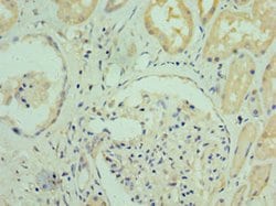 Invitrogen RGS20 Polyclonal Antibody 100 &mu;L; Unconjugated:Antibodies,