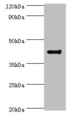 Invitrogen RGS20 Polyclonal Antibody 100 &mu;L; Unconjugated:Antibodies,