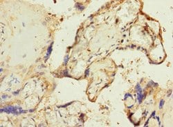 Invitrogen RPIA Polyclonal Antibody 100 &mu;L; Unconjugated:Antibodies,