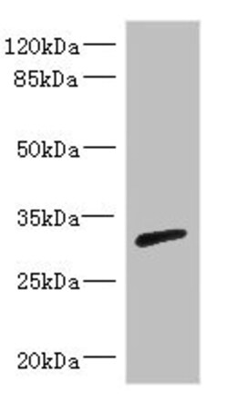 Invitrogen RPIA Polyclonal Antibody 100 &mu;L; Unconjugated:Antibodies,