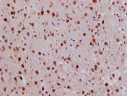 Invitrogen RPL19 Polyclonal Antibody 100 &mu;g; Unconjugated:Antibodies,