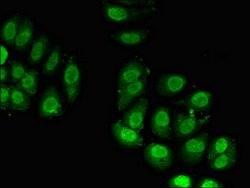 Invitrogen RPL23A Polyclonal Antibody 100 &mu;g; Unconjugated:Antibodies,