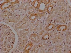 Invitrogen SEPP1 Polyclonal Antibody 100 &mu;g; Unconjugated:Antibodies,