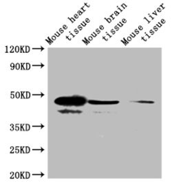 Invitrogen SEPP1 Polyclonal Antibody 100 &mu;g; Unconjugated:Antibodies,