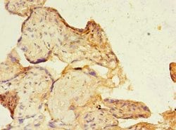 Invitrogen SIGLEC6 Polyclonal Antibody 100 &mu;g; Unconjugated:Antibodies,