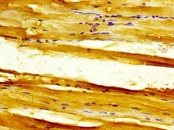 Invitrogen SLC11A1 Polyclonal Antibody 100 &mu;g; Unconjugated:Antibodies,