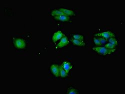 Invitrogen SLC1A7 Polyclonal Antibody 100 &mu;L; Unconjugated:Antibodies,