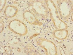 Invitrogen SLC1A7 Polyclonal Antibody 100 &mu;L; Unconjugated:Antibodies,