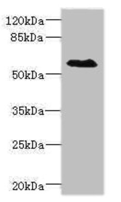 Invitrogen SLC1A7 Polyclonal Antibody 100 &mu;L; Unconjugated:Antibodies,