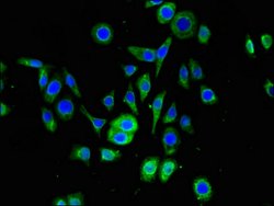 Invitrogen SNRPD1 Polyclonal Antibody 100 &mu;g; Unconjugated:Antibodies,